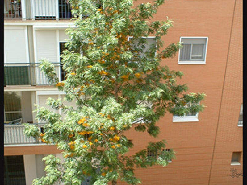 Grevillea Robusta Bolivia 