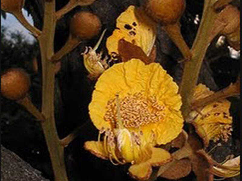 Jorori Bolivia 