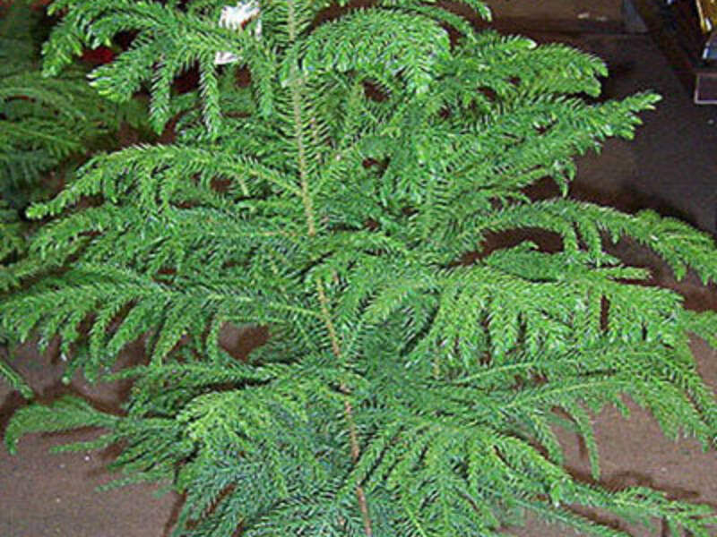 Araucaria Boilvia 