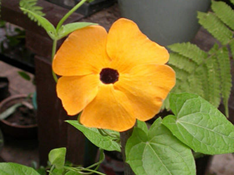 Ojitos de Cuculi Bolivia 