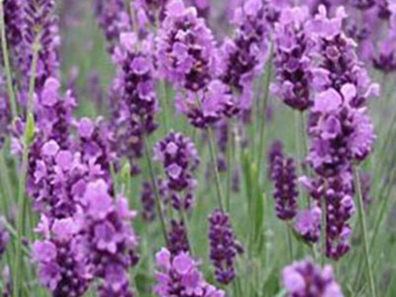 Lavanda Bolivia 