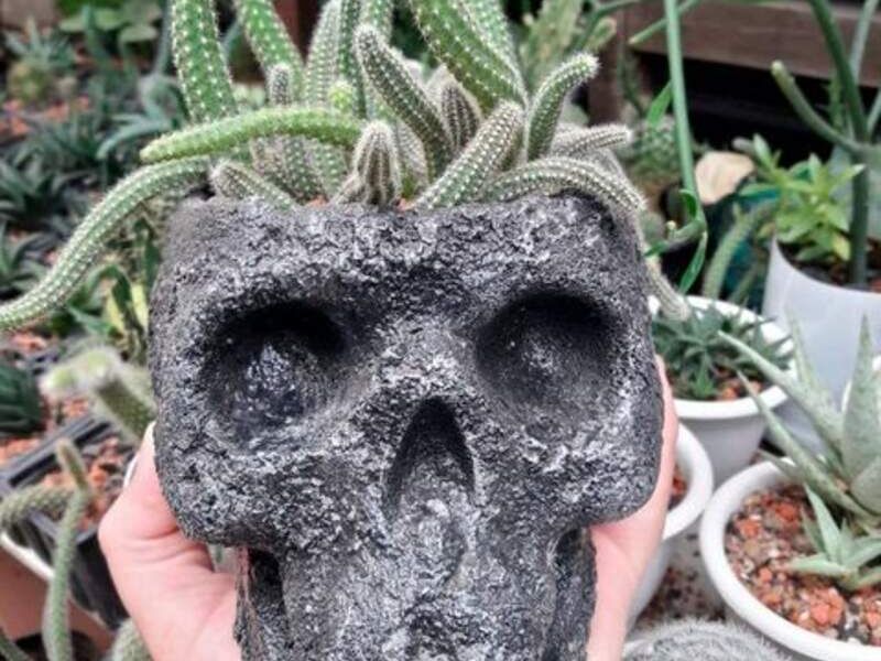 Maceta Calaverita Bolivia 