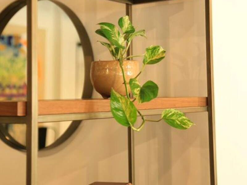 Pothus Golden Bolivia 