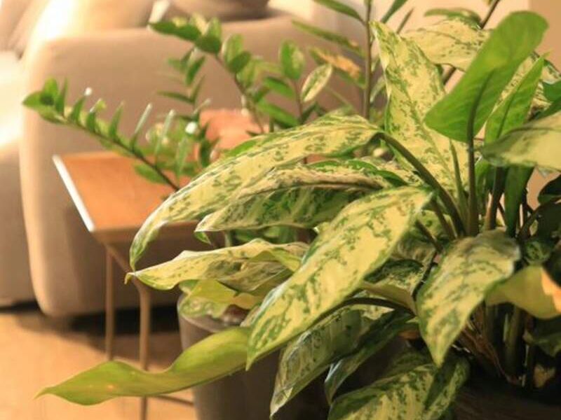 Aglaonema Bolivia 