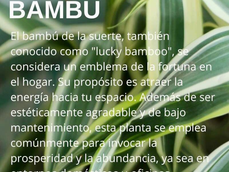 Bambú Palo Chile