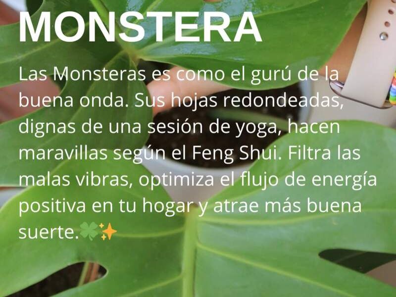 Monstera Bolivia 