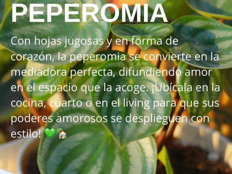 Peperomia Bolivia 