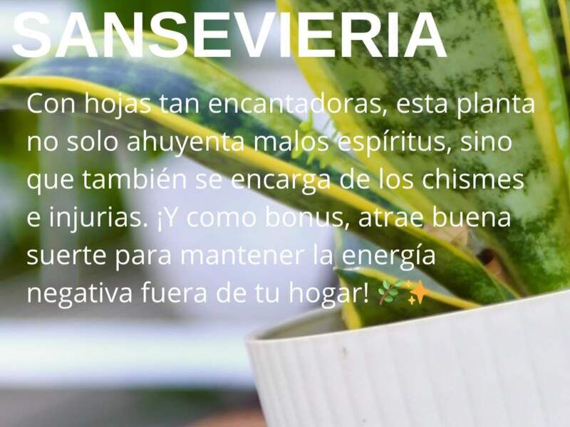 Sansaviera Bolivia 