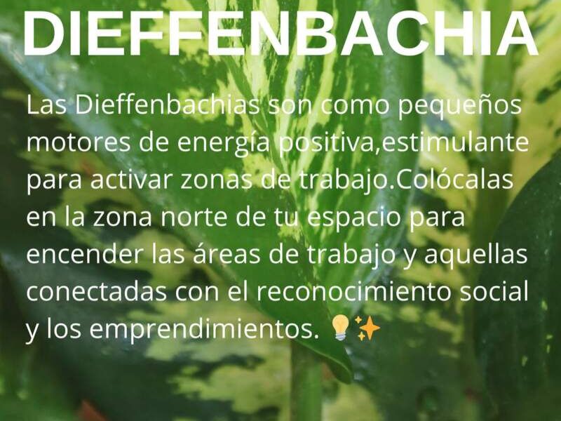 Dieffenbacha Bolivia 