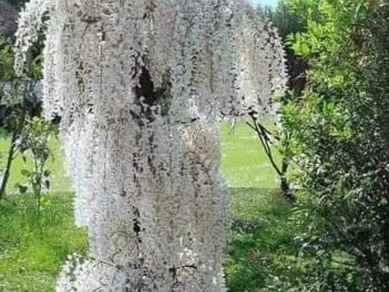 Wisteria Blanca Bolivia 