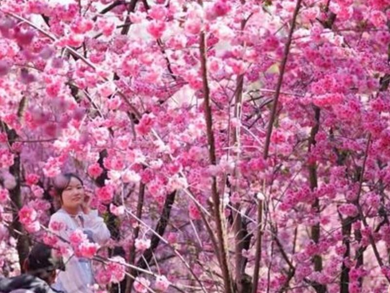 Cerezos japonéses Sakura Bolivia