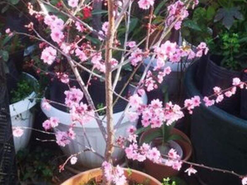 Cerezos japonéses Sakura 2 Bolivia