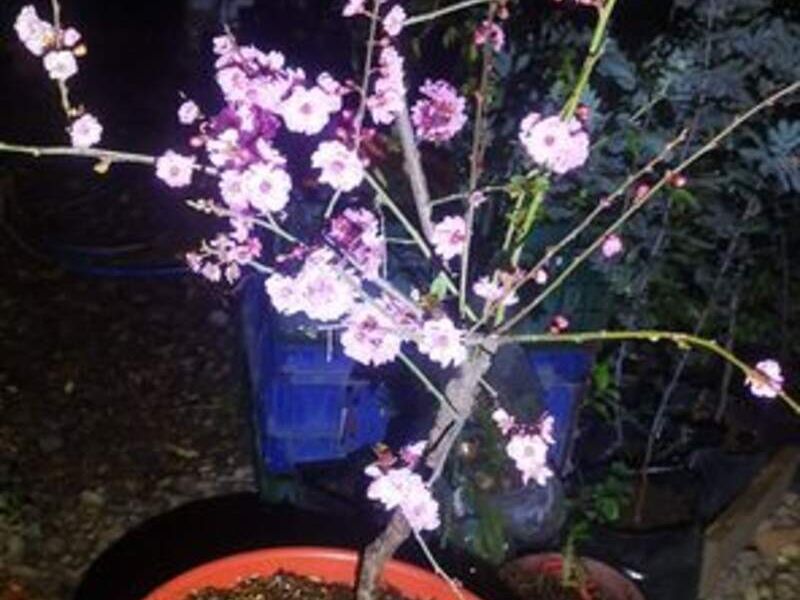 Cerezos japonéses Sakura 3 Bolivia