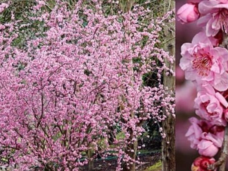 Cerezos japonéses Sakura 4 Bolivia