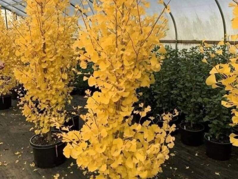 Ginkgo biloba Bolivia 