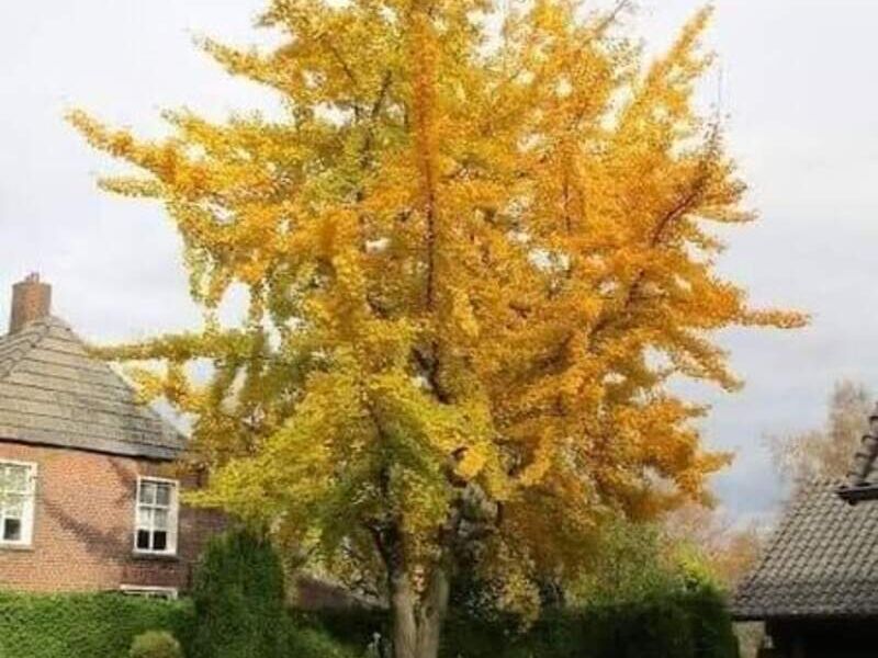 Ginkgo biloba 2 Bolivia 