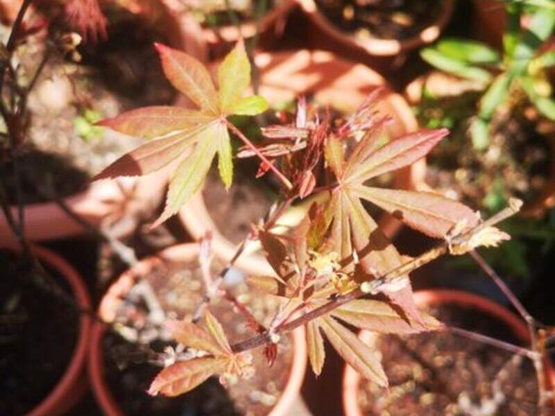 Arce palmatum Bolivia 