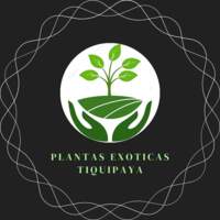 Plantas Exoticas Tiquipaya Bolivia