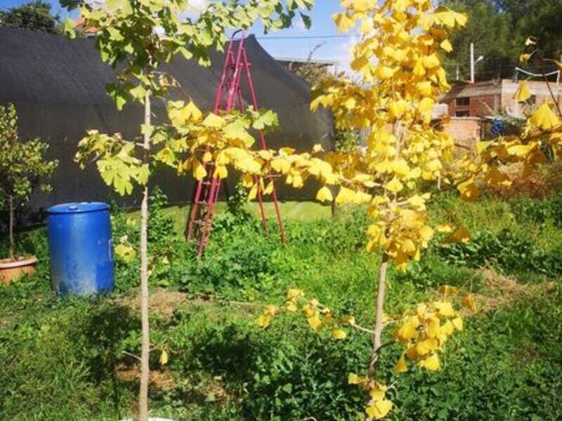 Ginkgo biloba Bolivia 