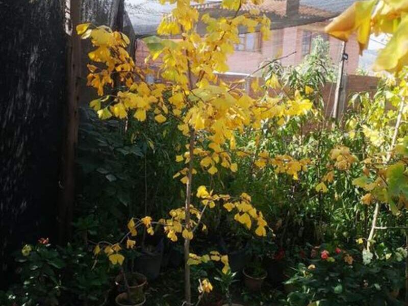 Ginkgo biloba 2 Bolivia 