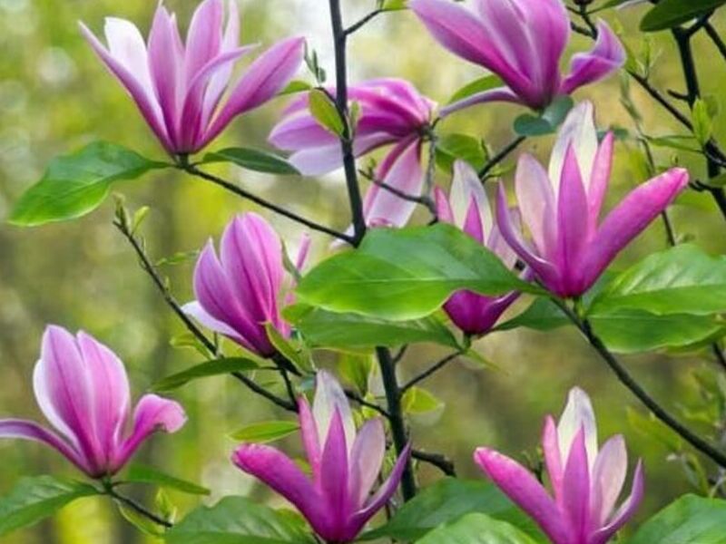 Magnolia liliflora Bolivia