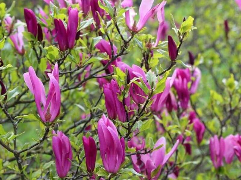 Magnolia liliflora 2 Bolivia