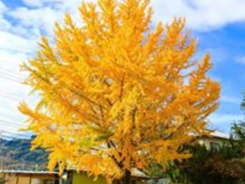 Arce japones Bolivia 