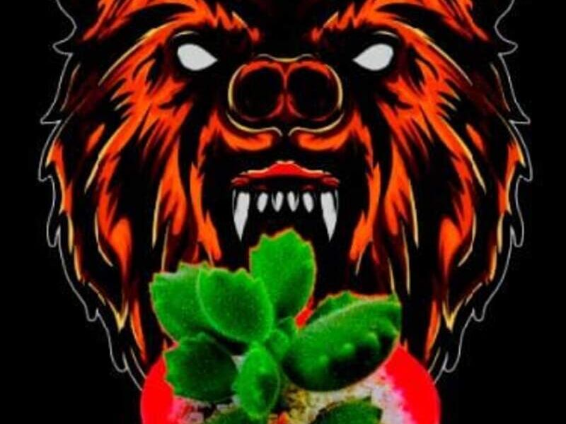 Patita de oso Bolivia 