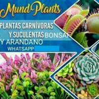 MundPlants Plantas Carnivoras