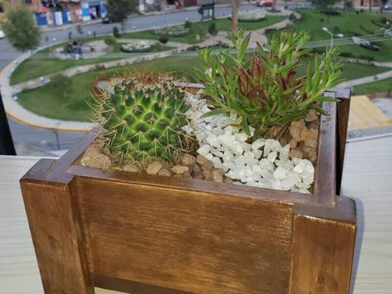 Suculenta 5 Bolivia 