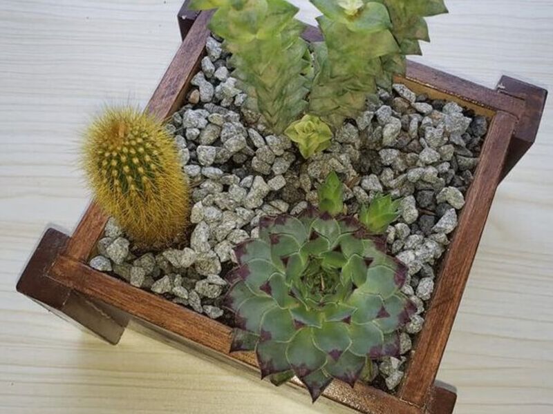 Suculenta 3 Bolivia 
