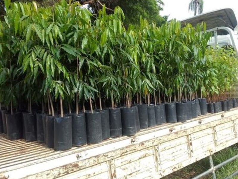 Plantines pino hindu Bolivia 