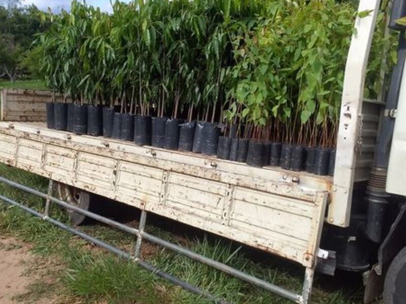 Plantines pino hindu 2 Bolivia 