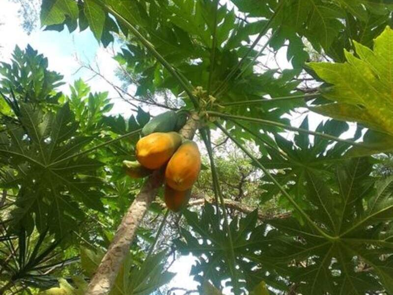 Papaya Bolivia 