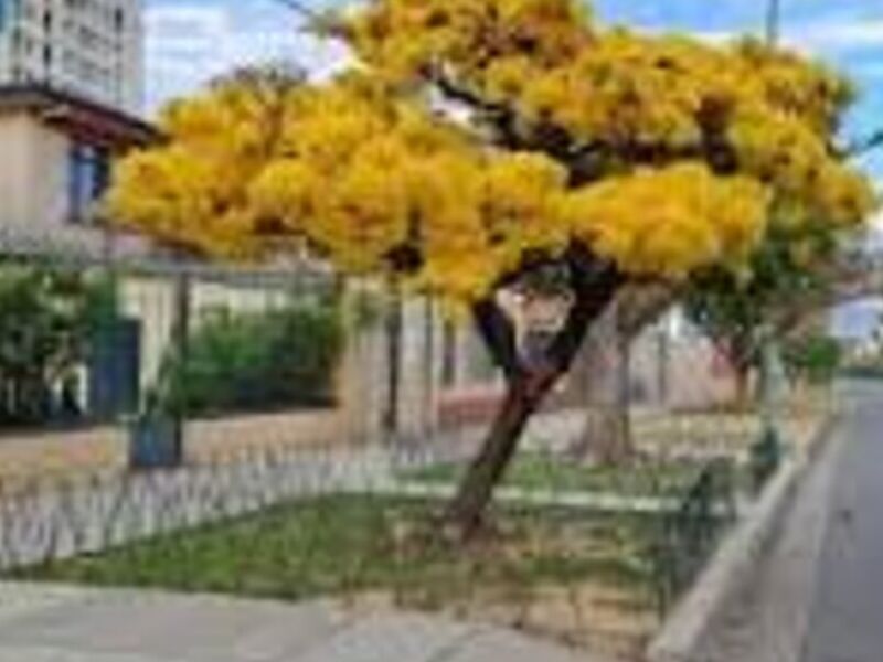 Tabijo amarillo Bolivia
