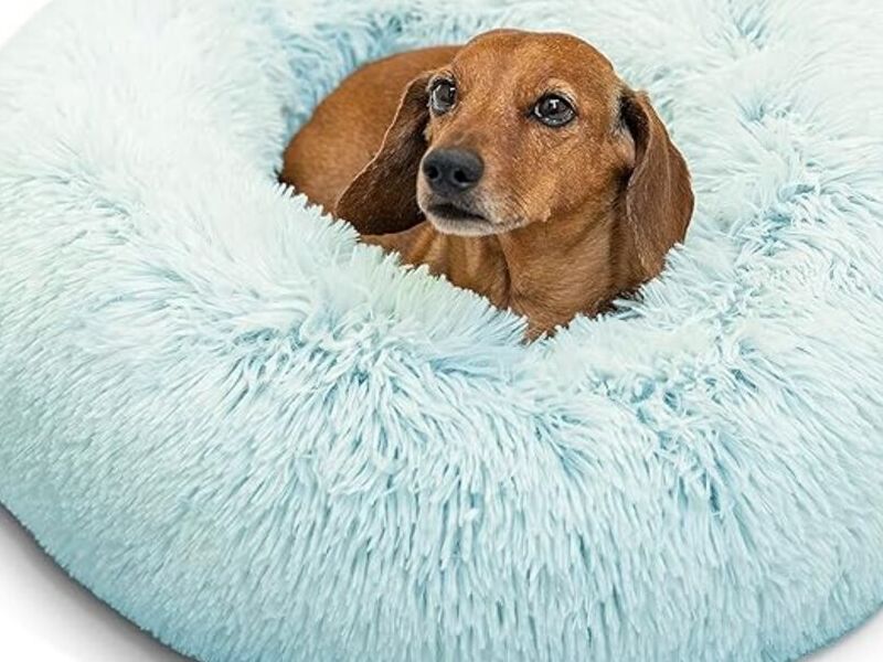 Cama perros azul claro Bolivia
