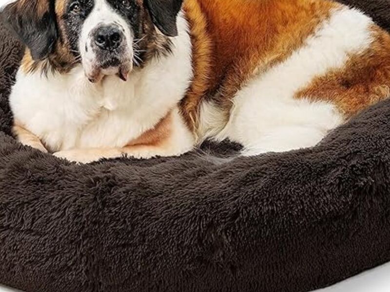Cama perros marrón oscuro Bolivia