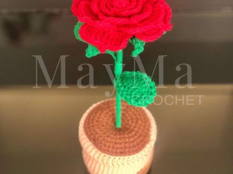 Rosa Bolivia 