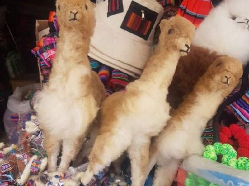 Alpacas Bolivia