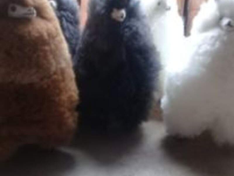 Alpacas 3 Bolivia
