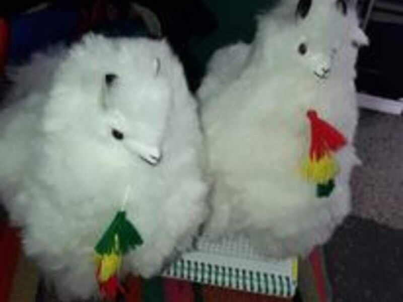Alpacas 4 Bolivia