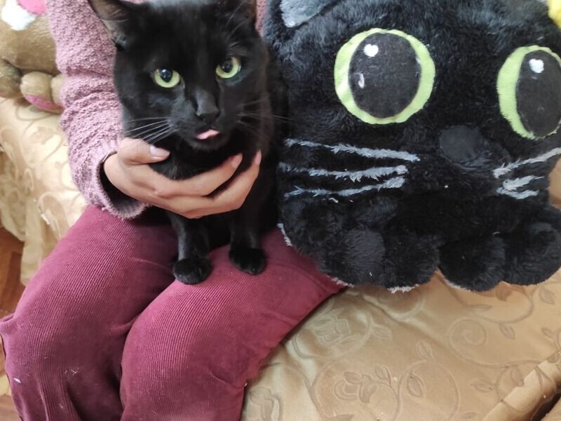 Cojin gatito 2 Bolivia 