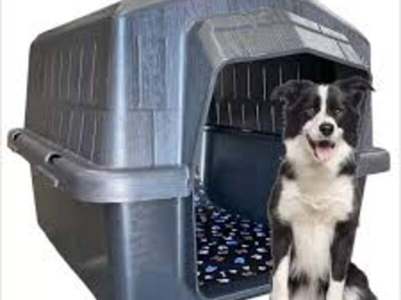 Casita perro gris Bolivia