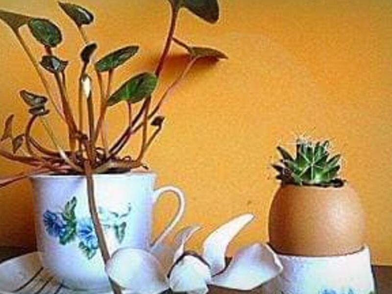 Jardín miniatura tazas Bolivia 