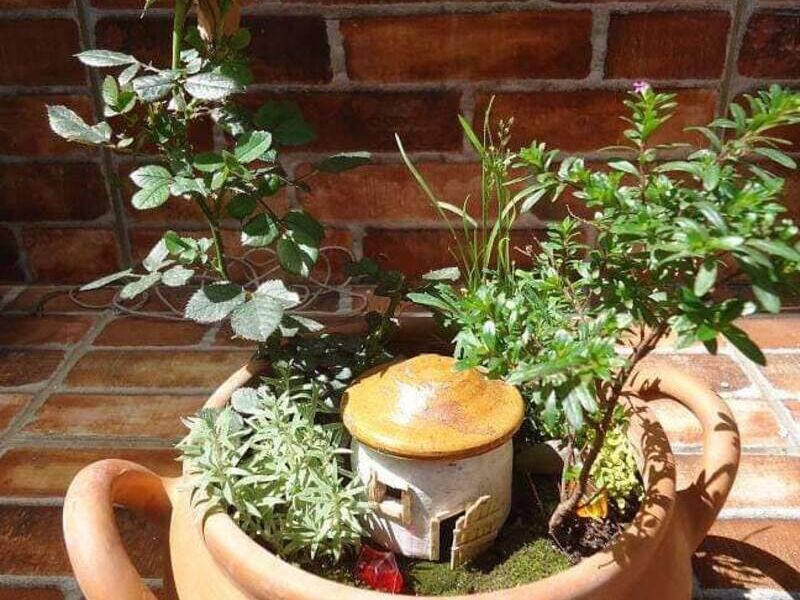 Jardín miniatura ollita Bolivia 