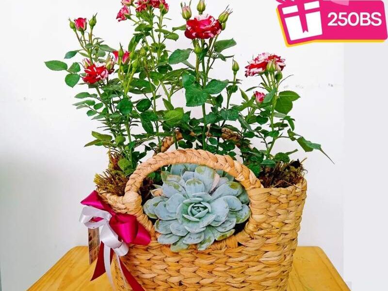 Mini jardín rosa echeverria Bolivia 