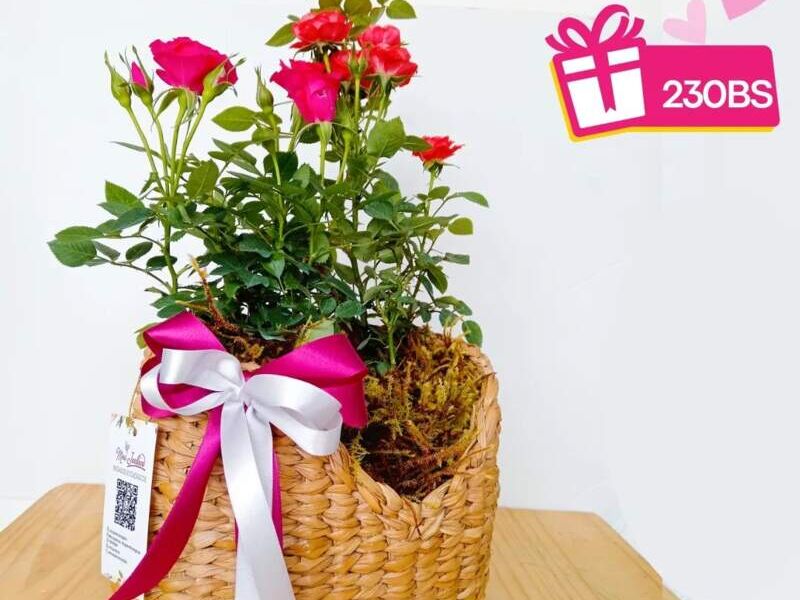 Mini rosas rosa Bolivia 