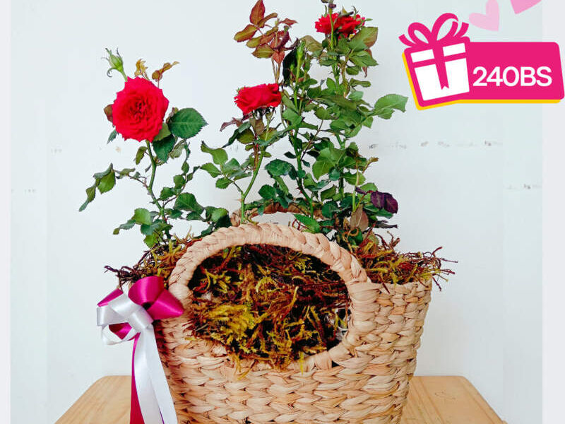 Mini rosas roja Bolivia 