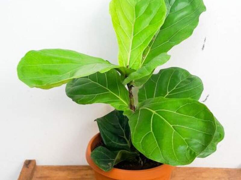 Ficus Lirata Bolivia 