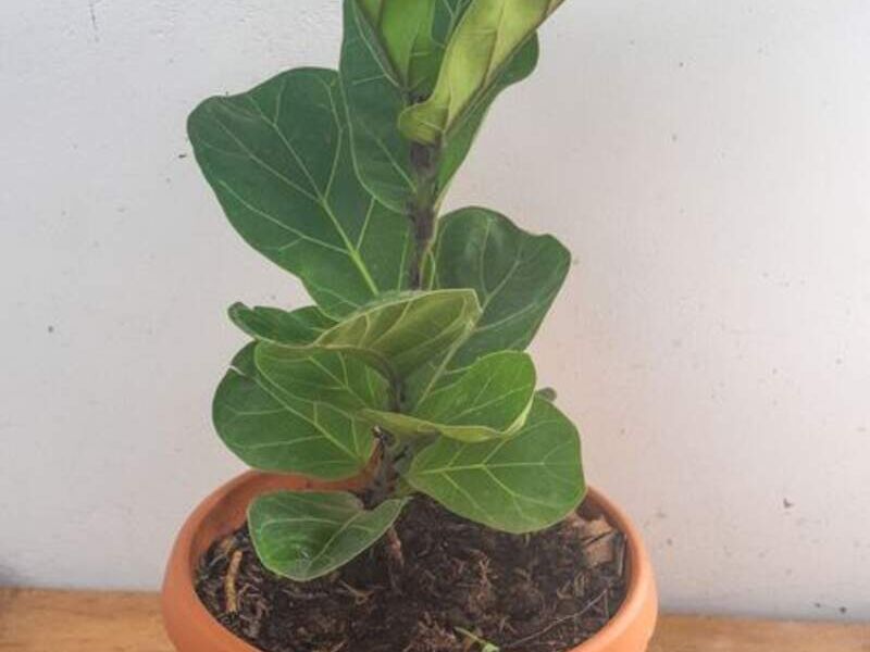 Ficus Lirata Brasilero Bolivia 